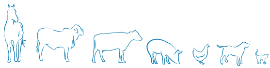 Horse, sheep, cow, pig, poultry, goat and cat line icons