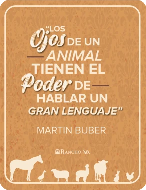“Los ojos de un animal tienen el poder de hablar un gran lenguaje” — Martin Buber